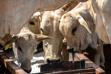 Nellore cattle feed on animal supplementation of mineral salt used on intensive grass system in tropical climate, on a beef cattle farm in Brazil