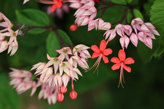 Clerodendrum Speciosum (the glory tree or flaming glorybower) is an attractive, rare and unusual evergreen tropical shrub with heart-shaped leaves and clusters of red flowers with pinky-white bracts.