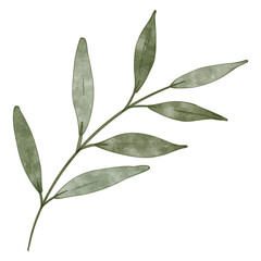 Watercolor Olive Branch Illustration