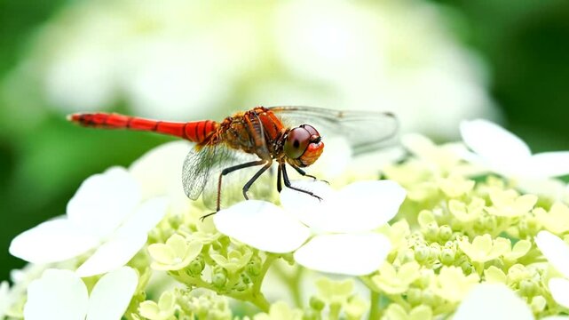 Vibrant red dragonfly with delicate transparent wings gracefully perches on a pristine white flower, showcasing nature's intricate beauty and peaceful moment