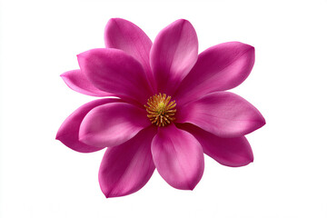Vibrant pink magnolia blossom with lush petals and yellow center