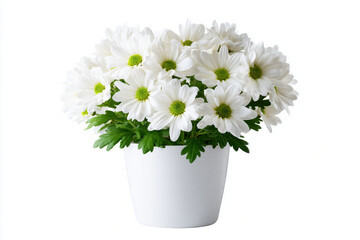 White daisies in a pot with green foliage on white background