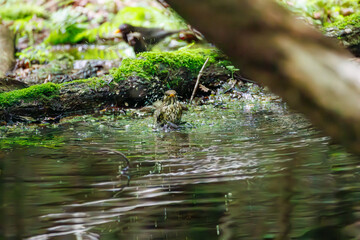 Obraz premium 水浴びするクロツグミ, Japanese grey thrush, Turdus cardis, ヒタキ科 山梨県富士吉田市大洞の水場-2025 山中湖の別荘地内にある水場。 崖から美しい清水が湧くポイントで、古くから登山者が水を飲んだり、野鳥が水浴びをしたりする。 山梨県富士吉田市大洞の水場-2025 