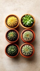 Small cactuses in pots group of small cactuses each in its own small pot showcasing plant diversity