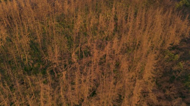 Burnt forest landscape in Alexandroupoli seen after devastating fire