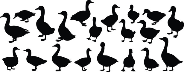 Goose silhouettes set featuring domestic and wild geese standing walking animal farm wildlife bird icons isolated black vector illustration © Hamim's World