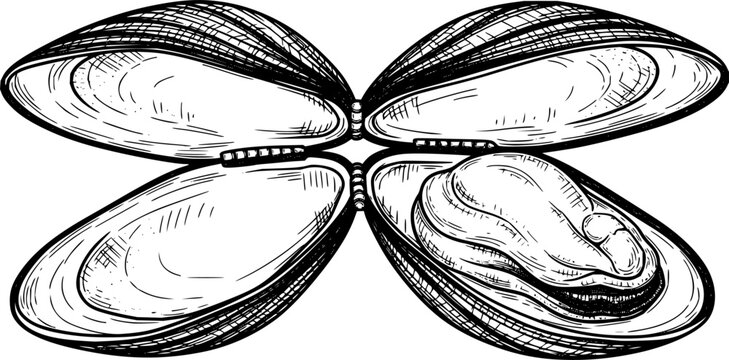 A detailed black and white hand drawn bivalve mollusk, like an open mussel or clam