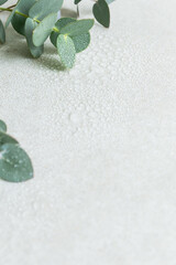 水滴のついた瑞々しいユーカリの葉　爽やかな植物の背景素材　コピースペース