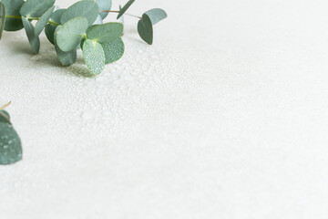 水滴のついた瑞々しいユーカリの葉　爽やかな植物の背景素材　コピースペース