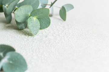 水滴のついた瑞々しいユーカリの葉　爽やかな植物の背景素材　コピースペース