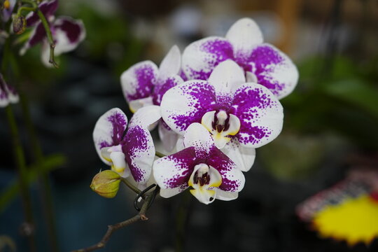 Orchids are in full bloom, colorful and vibrant
