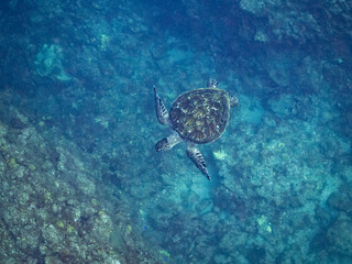 Obraz premium ゆったり泳ぐアオウミガメ, Green Turtle, Green Sea Turtle, Chelonia mydas, ウミガメ科, 他。 ヒリゾ浜南伊豆町中木 静岡県伊豆半島-2025 日本有数のシュノーケリングスポット。 夏の数カ月間だけ渡し船で行ける。 水質透明度魚影が素晴らしい。 