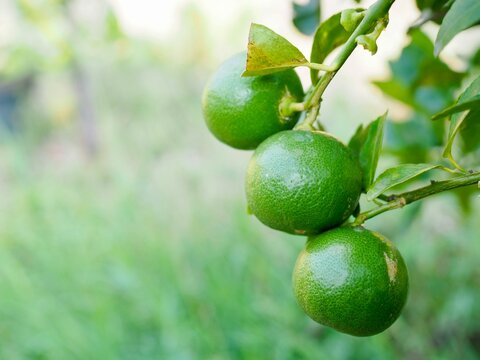 Fresh, green lemons on the lemon tree. These are lemons I grew myself naturally.