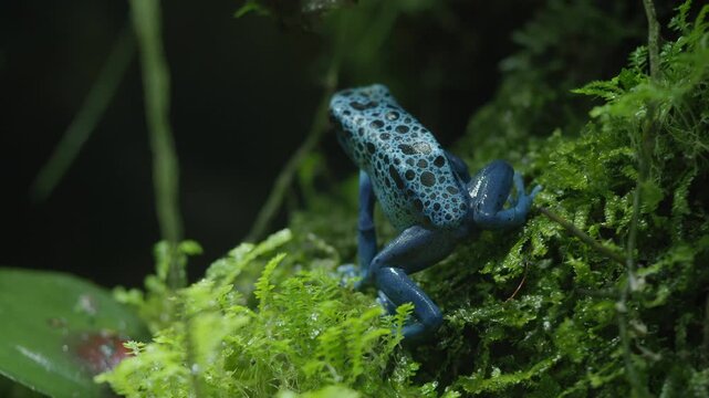 Bright blue frog moves through lush green forest