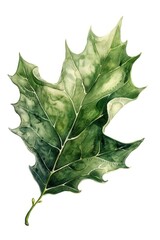 Fototapeta premium Holly leaf illustration watercolor art.