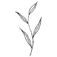 Fototapeta premium Elegant hand-drawn botanical leaf branch doodle in a minimalist line art style.