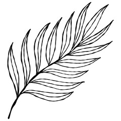 Obraz premium Elegant hand-drawn botanical leaf branch doodle in a minimalist line art style.