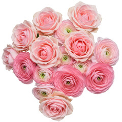Fototapeta premium Delicate pink roses and ranunculus blossoms in a floral arrangement isolated on white background