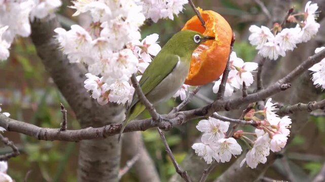 桜桃の木の枝に刺したみかんを食べるメジロのクローズアップ 4K