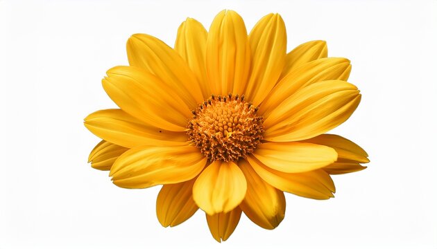 Vibrant Yellow Flower Illustration On Transparent Background