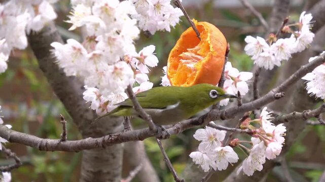 桜桃の木の枝に刺したみかんを食べて飛び去るメジロのクローズアップ 4K