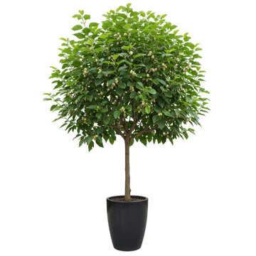 A lush, potted tree with green leaves and beige seed pods isolated on white background
