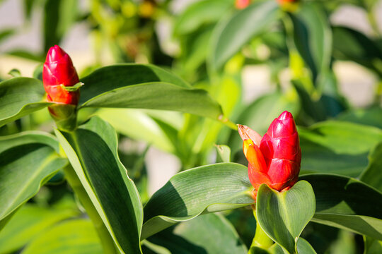 The Red Button Ginger (Costus woodsonii), a popular tropical plant in Asia. 