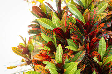 Obraz premium Multi-colored foliage of a Croton plant, known for its bold and artistic leaf patterns. Great for cards, web design, or adding a natural touch to any project.