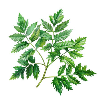 Watercolor hemlock parsley branch with serrated leaves and detailed veins isolated on white background