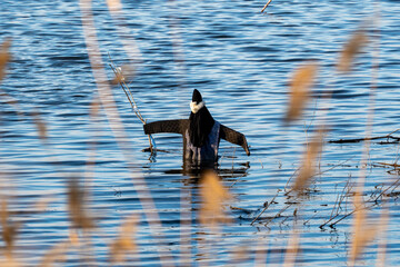 A creative, handmade scarecrow is positioned in a body of water (pond), amidst natural surroundings. The figure is constructed from dark clothing and fabric, with outstretched "arms" made of sticks.