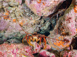 イセエビ, 伊勢海老, Japanese Spiny Lobster, Panulirus japonicus, イセエビ科,
他。
ヒリゾ浜南伊豆町中木
静岡県伊豆半島-2025
日本有数のシュノーケリングスポット。
夏の数カ月間だけ渡し船で行ける。
水質透明度魚影が素晴らしい。
