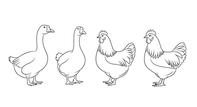 A collection of farm birds, including two geese and two chickens, depicted as simple black and white line art illustrations.