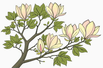 A vector graphic illustration of a magnolia tree branch with flowers and leaves on a white background