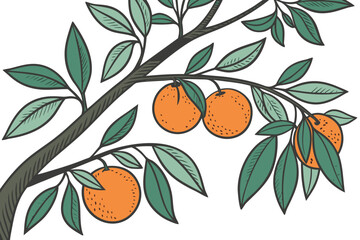 A vector illustration of a tree branch with oranges and green leaves on a white background