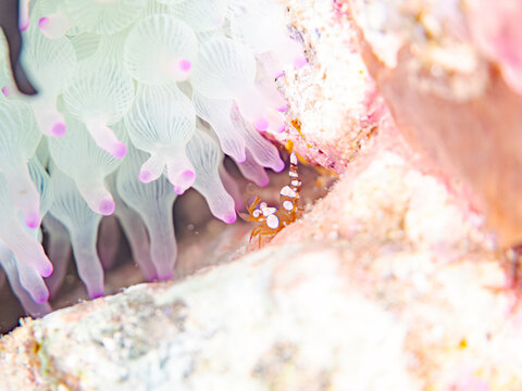 イソギンチャクモエビ, Sexy Shrimp, Squat Shrimp, Thor amboinensis, モエビ科,
サンゴイソギンチャク, Sea Anemone, Entacmaea actinostoloides, ウメボシイソギンチャク科,
ガンガゼ, ガンガゼ科,
Diadema Sea Urchin ,Diadema setosum,
ヒリゾ浜南伊豆町中木
静岡県伊豆半島
日本