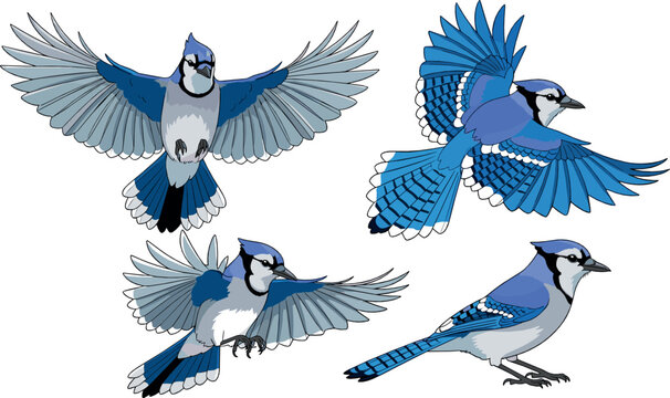 Blue Jay Bird Collection with Flying and Perched Poses Detailed Wildlife Flat Vector Illustration Set