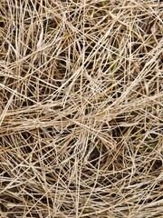 Close up of dry hay straw texture background. Natural organic pattern of dried grass in summer.  © Sololens