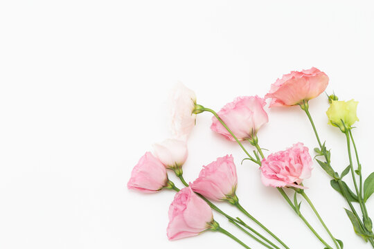 トルコギキョウ　白バック