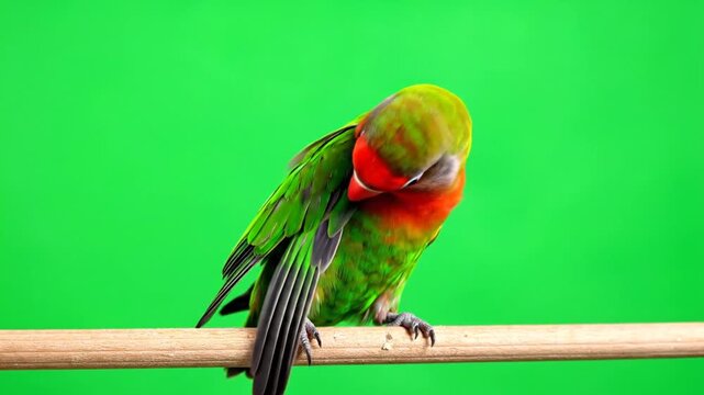 A green lovebird parrot with a red face preening its feathers while perched on a wooden stick against a green screen background.