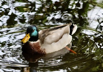 Mallard duck swimming
