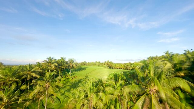Cinematic aerial drone footage flying through trees towards rice fields at sunrise in Tabanan Bali Indonesia showing golden morning light and tropical farmland landscape.