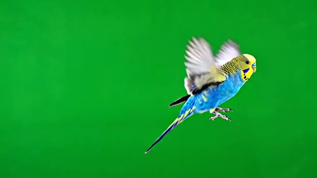 A blue and yellow budgerigar with spread wings captured in mid-flight against a vibrant green background.