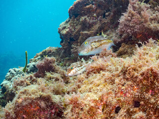 キタマクラ, Scribbled Toby, Canthigaster rivulata, フグ科, 他。 ヒリゾ浜南伊豆町中木 静岡県伊豆半島-2025 日本有数のシュノーケリングスポット。 夏の数カ月間だけ渡し船で行ける。 水質透明度魚影が素晴らしい。  © d3_plus