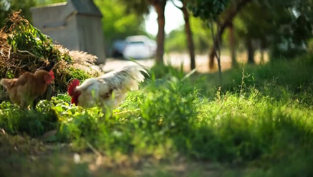 hen and rooster chickens in the green grass field