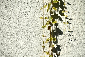 白い影に垂れ下がるペペロミア・セルペンス