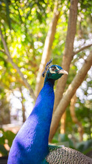 Fototapeta premium Close-up photo of Indian peacock with vibrant blue neck and crest feathers in natural habitat. Perfect for wildlife, nature, and cultural themes.