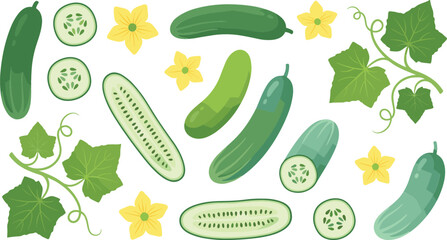 Fresh Cucumber Collection with Slices Green Leaves and Yellow Flowers Organic Vegetable Vector Illustration Set Isolated on White © MstRozinaAkter