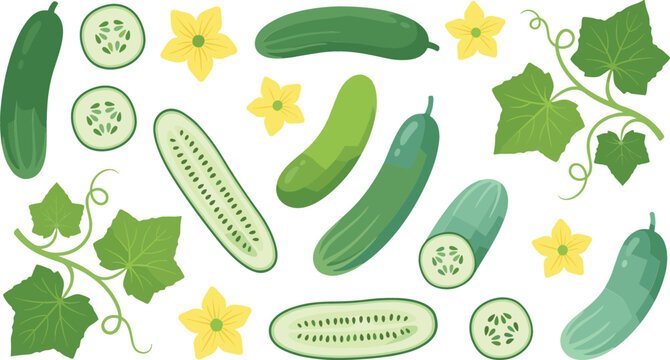 Fresh Cucumber Collection with Slices Green Leaves and Yellow Flowers Organic Vegetable Vector Illustration Set Isolated on White