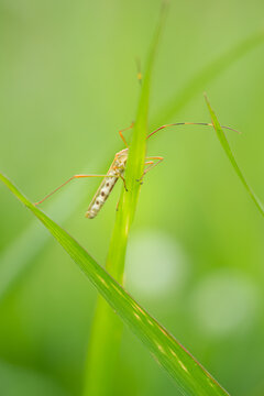 Nature Macro Rice Ear Bug Animal Wildlife