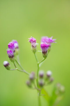Nature Close Up Cyanthillium Cinereum Macro 